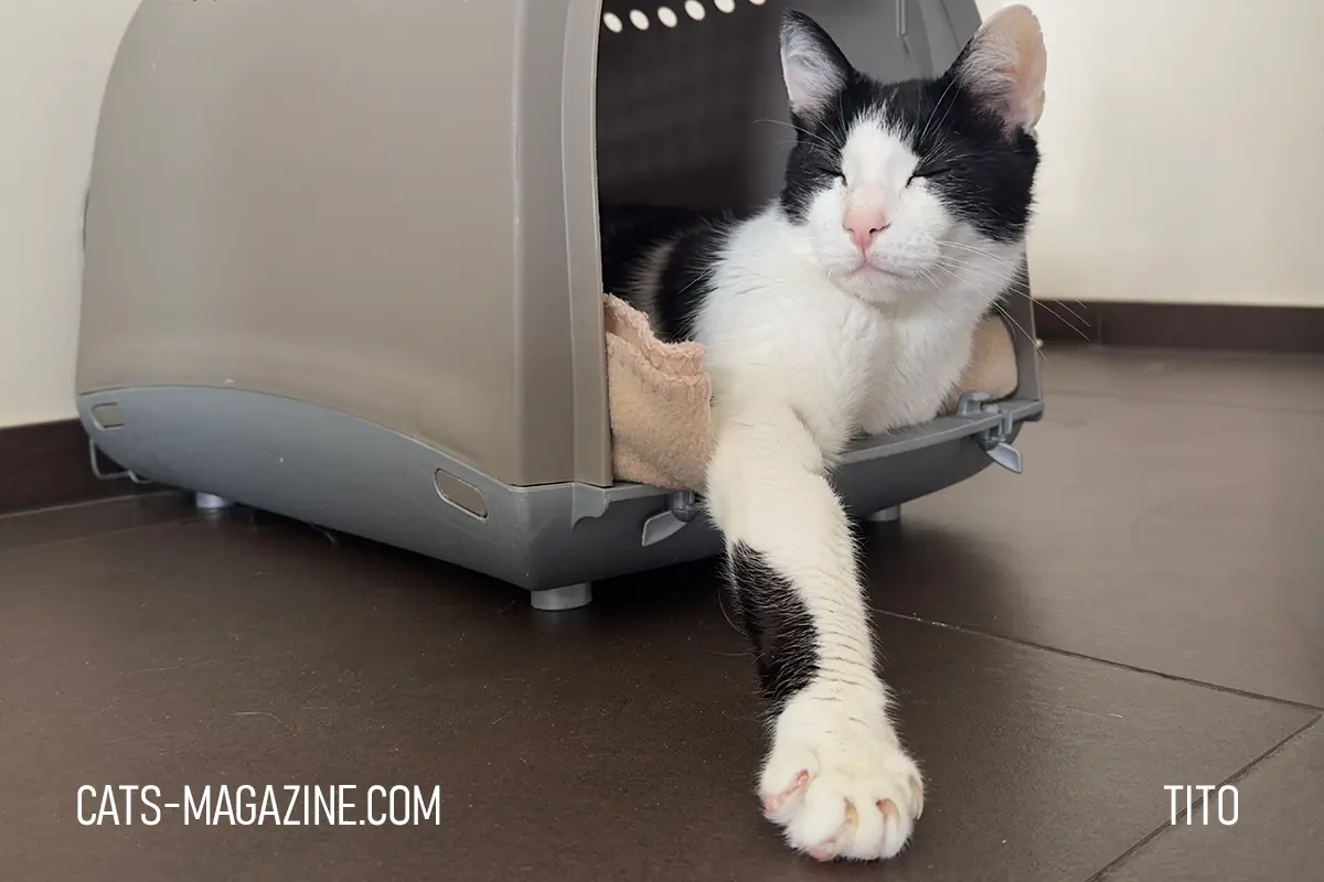 Cat recovering from hyperthyroidism resting inside carrier with paw stretched out