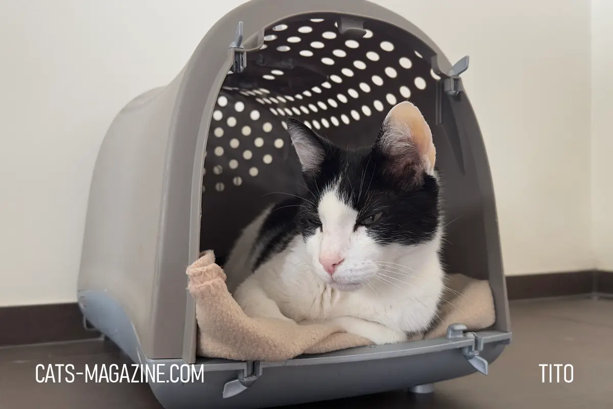 Black and white cat resting in carrier during recovery from hyperthyroidism