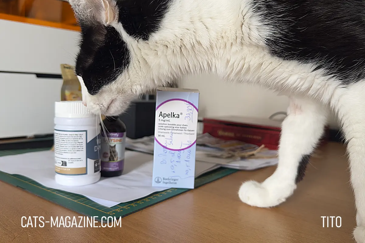 Black and white cat Tito inspecting Apelka hyperthyroidism medicine on table