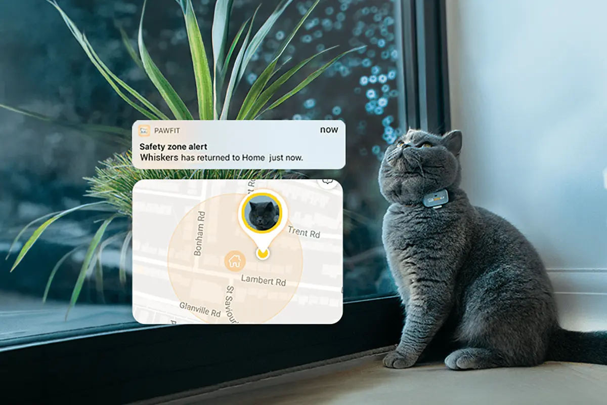 Grey cat wearing Pawfit tracker by window with safety zone alert