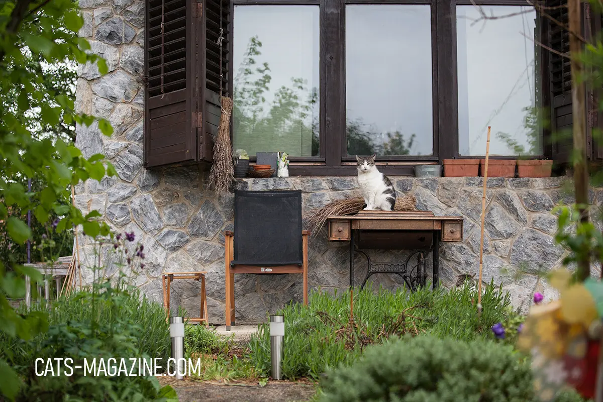 Payo the cat sitting on a table in front of a stone house garden