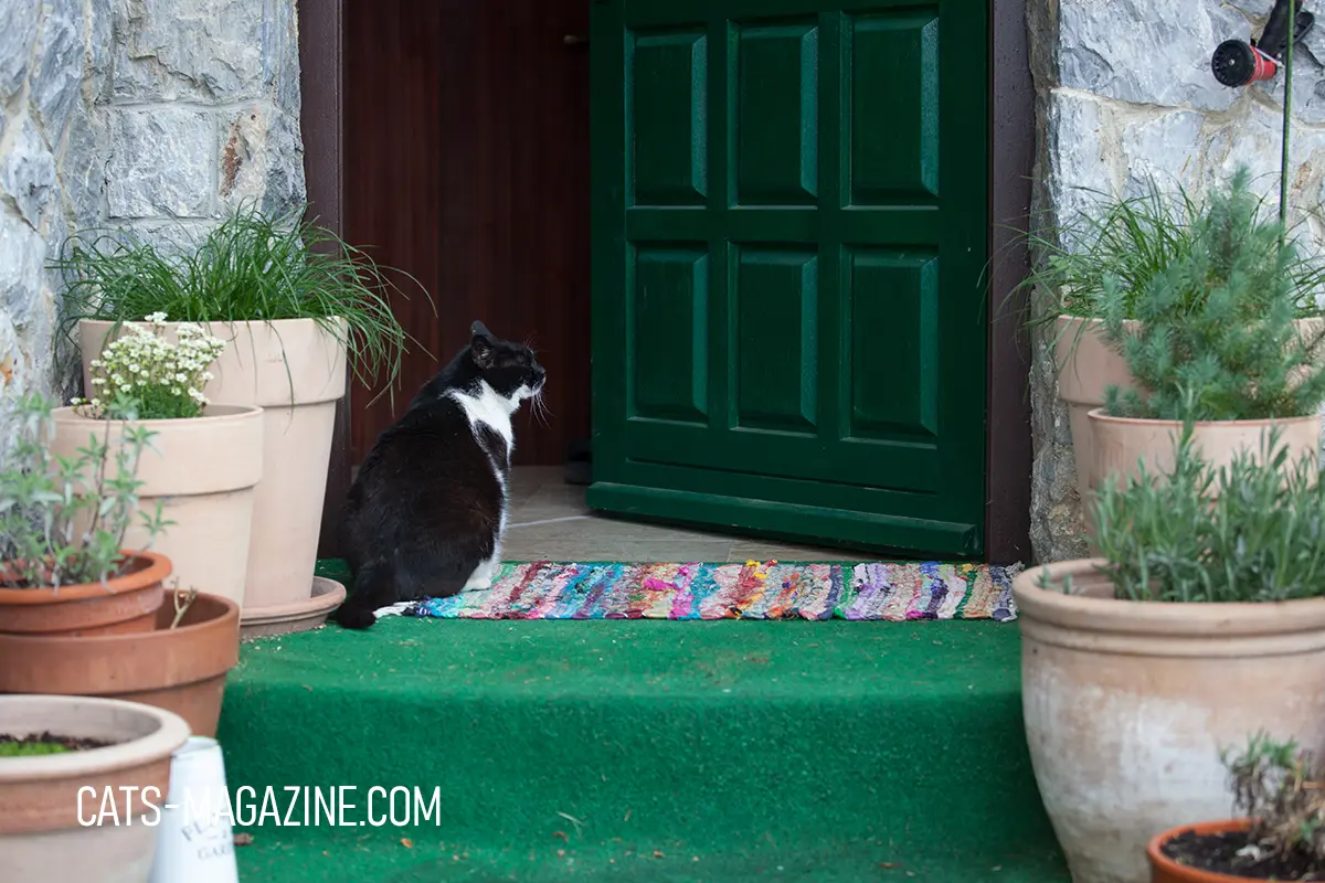 How Far Do Cats Roam? Territory, Outdoor Myths & Safe Freedom Guide