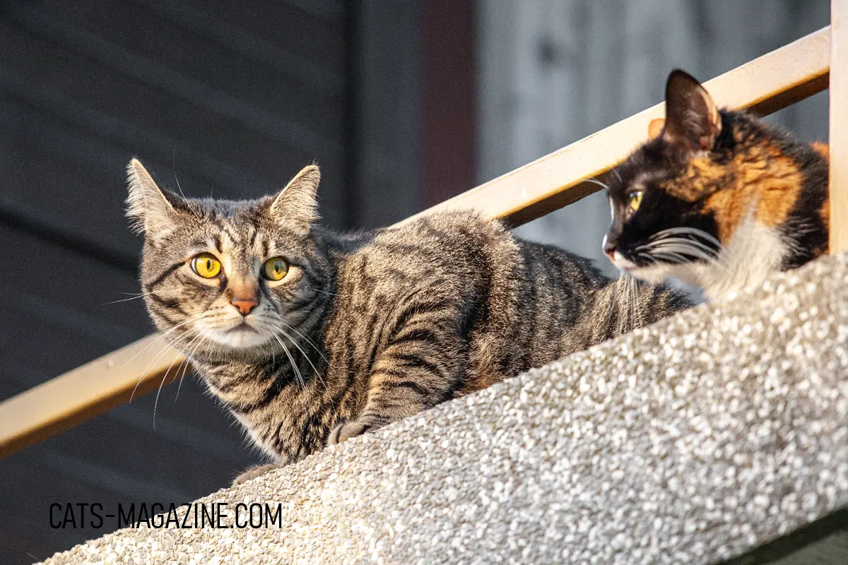 Myratz and Poofah cats sitting together on balcony in sunlight