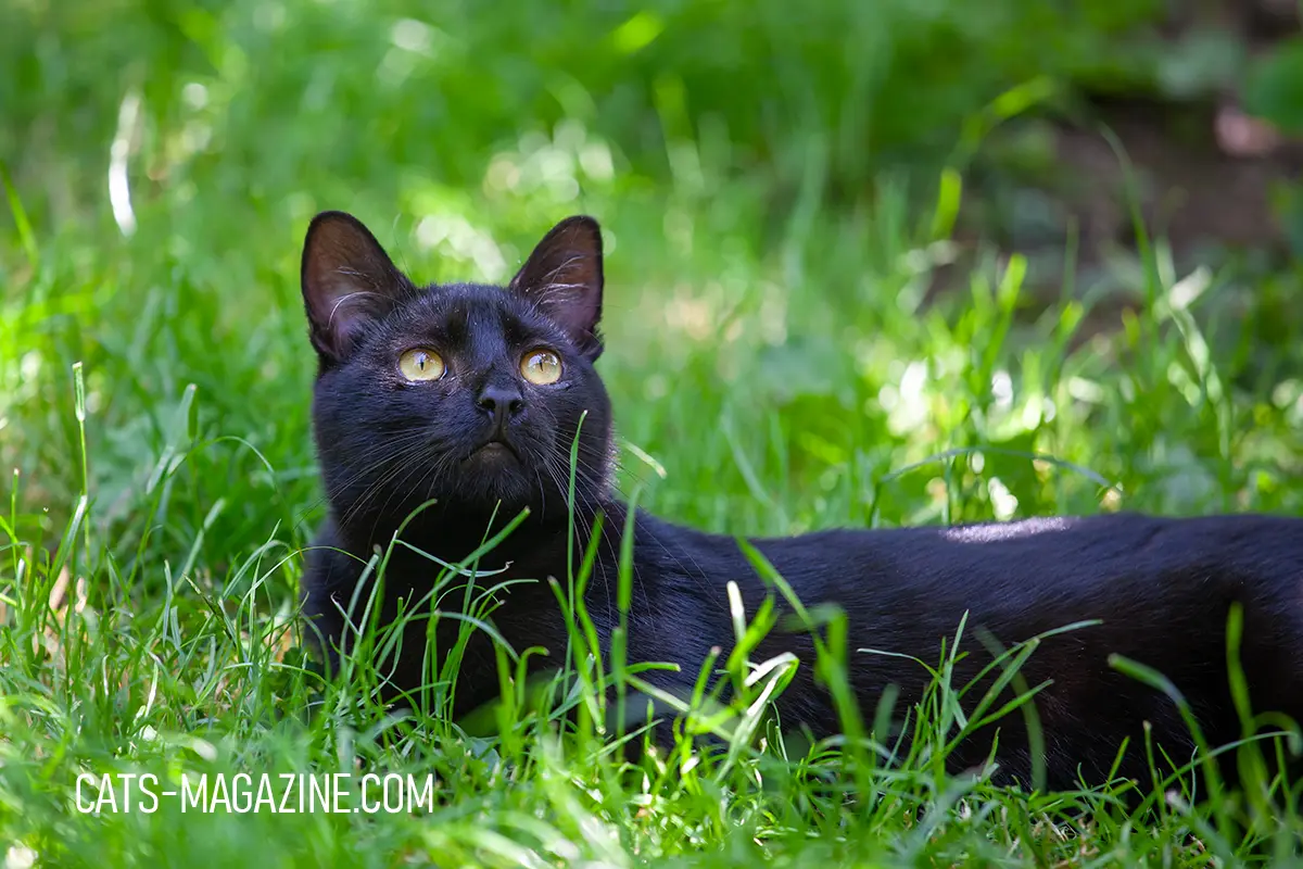 Black cat from animal shelter lying in green grass outdoors in spring