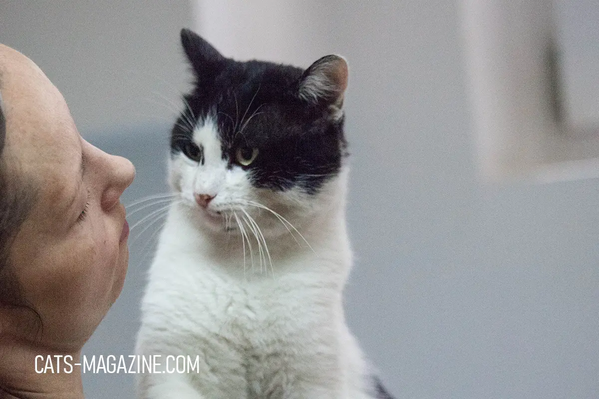 why is my cat obsessed with me cat staring lovingly at owner