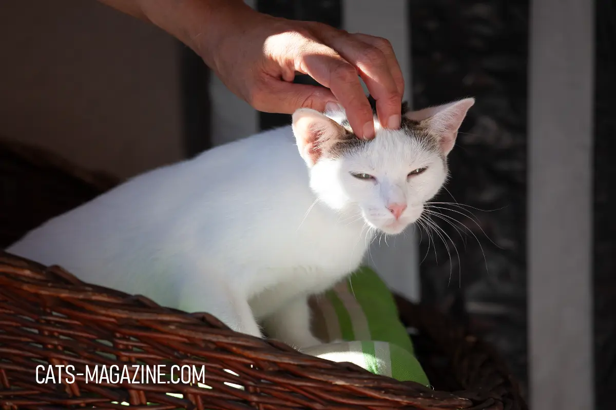 why is my cat obsessed with me cat enjoying head scratches