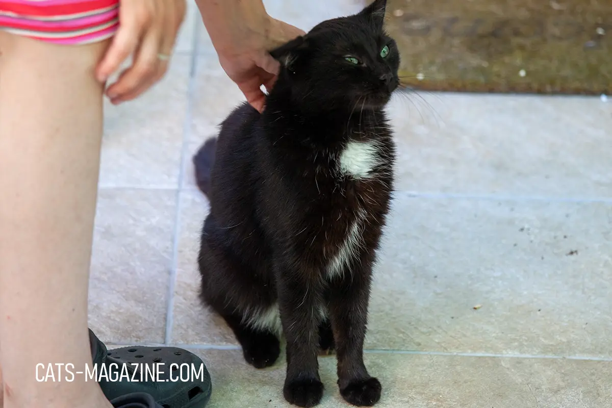 why is my cat obsessed with me black cat asking for attention