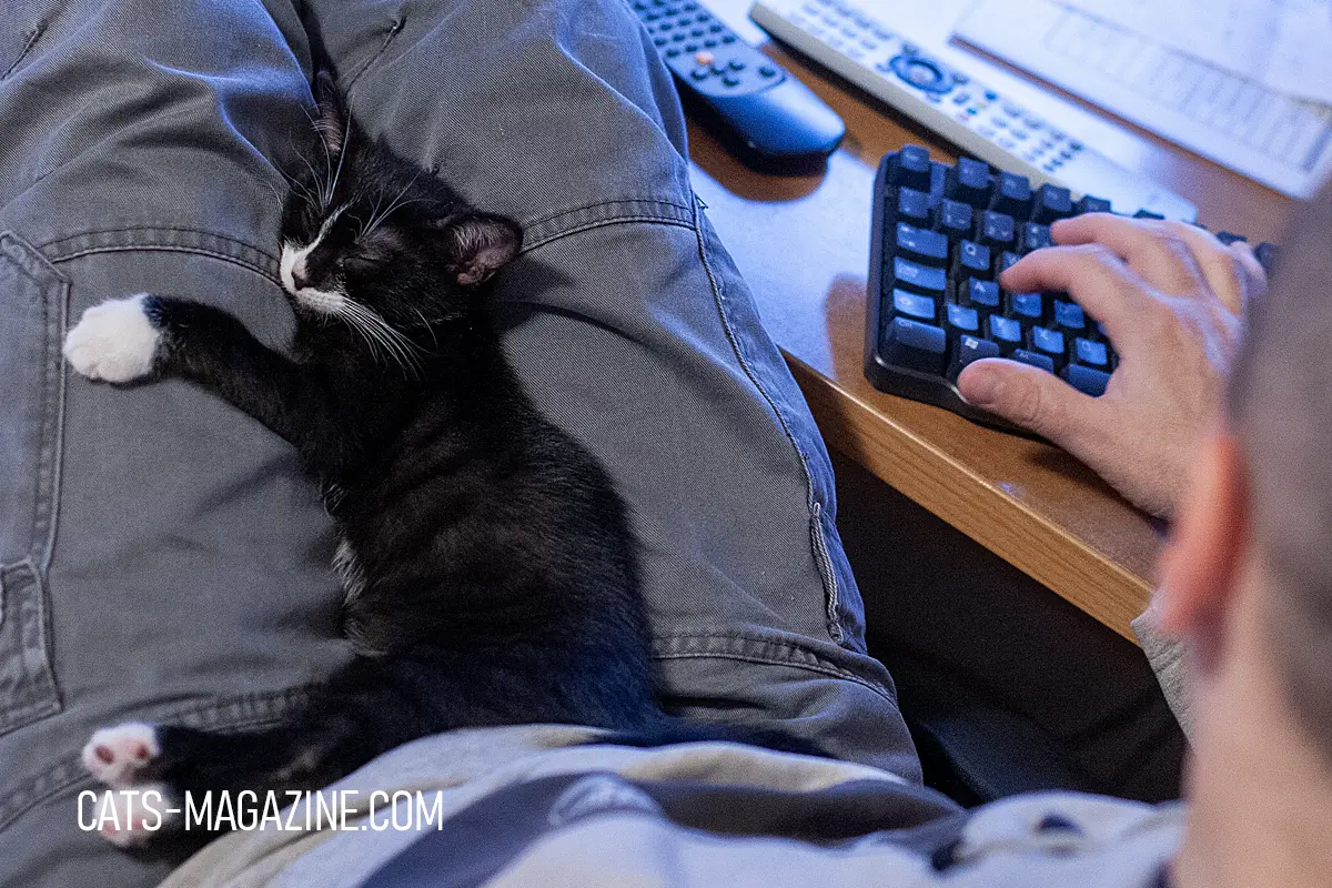 why is my cat obsessed with me kitten sleeping on owner's lap while working
