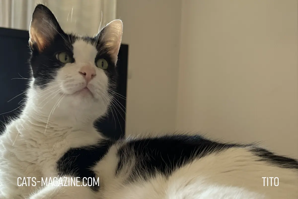 black and white cat Tito staring alert looking at something invisible indoor cat behavior focused gaze