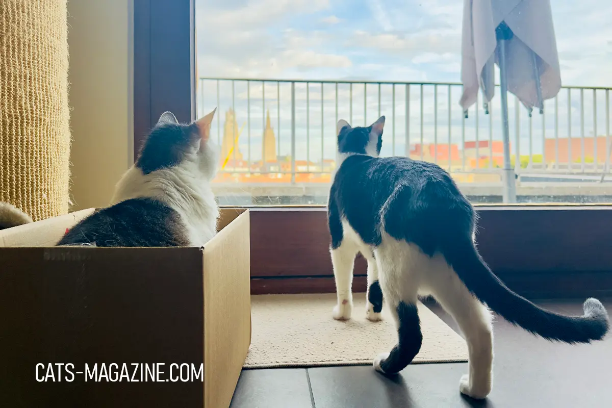 two cats Tito and Pierre looking out window alert watching something outside cat behavior balcony view