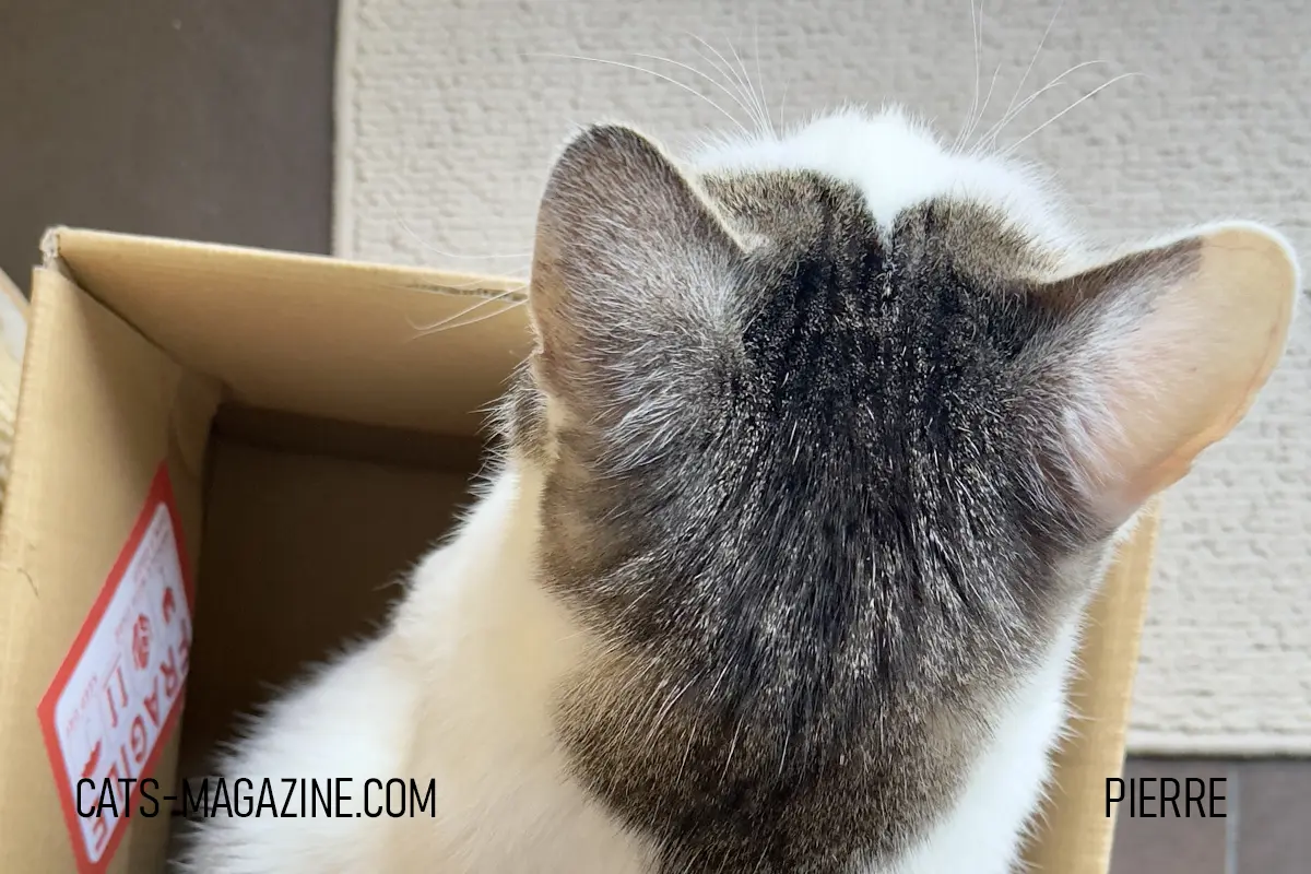cat sitting in cardboard box Pierre cat behavior box instinct cozy space indoor cat