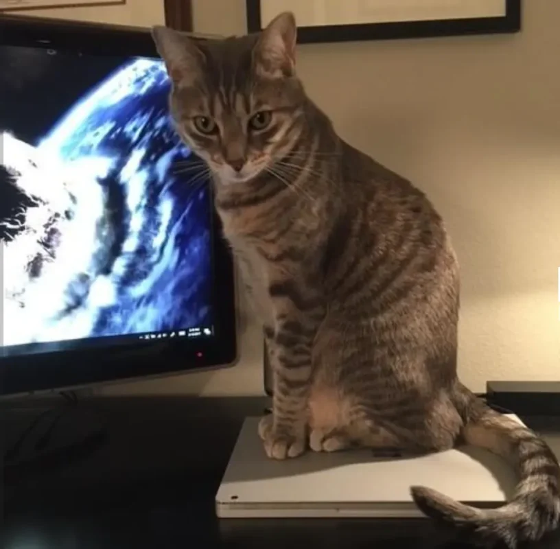 Frankie the tabby cat sitting beside a glowing screen like an ancient guardian watching over the modern world