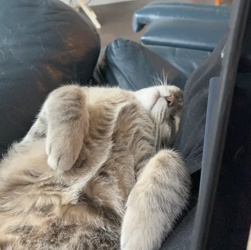 Frankie the cat lying upside down on a chair in a relaxed but self-assured pose