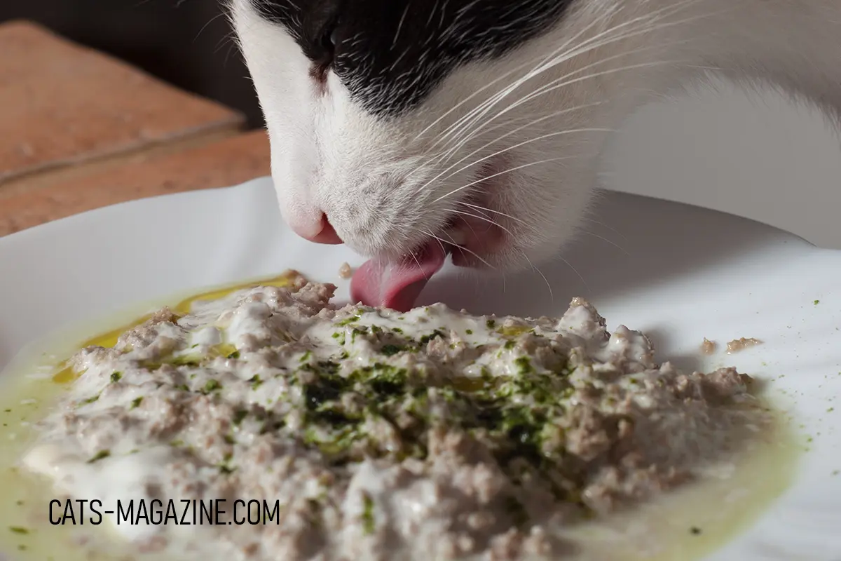 Close-up of a cat eating homemade cat food with meat and herbs on a white plate