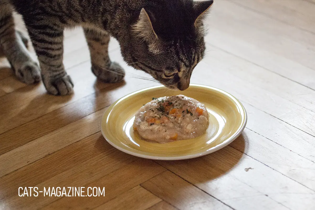 Tabby cat Myratz sniffing homemade cat food with carrots and herbs on a plate on the floor