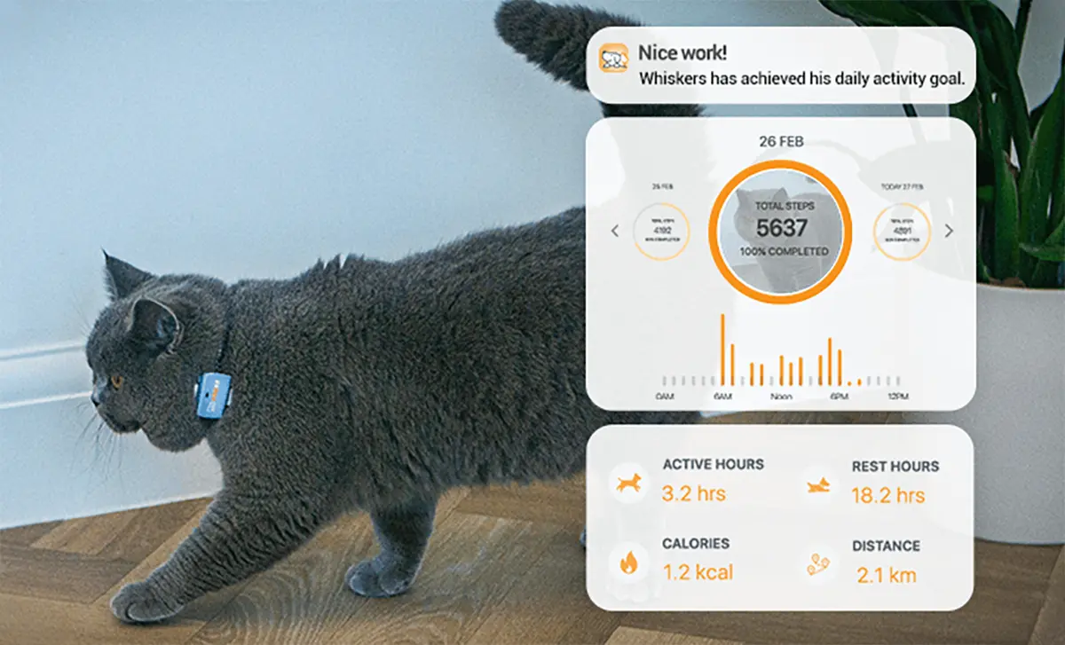 Gray cat wearing a Pawfit GPS tracker while activity monitoring statistics appear on screen