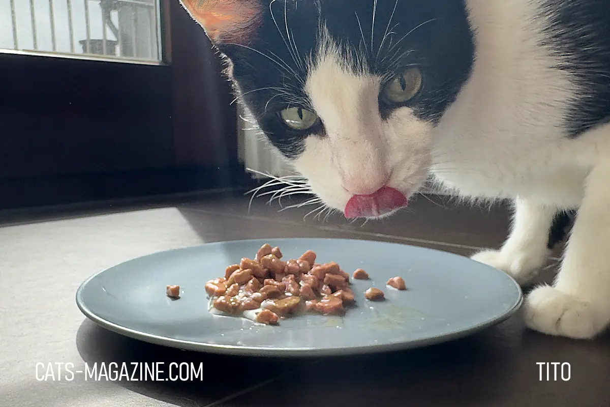 Tito licking his lips while eating wet cat food during hyperthyroidism recovery