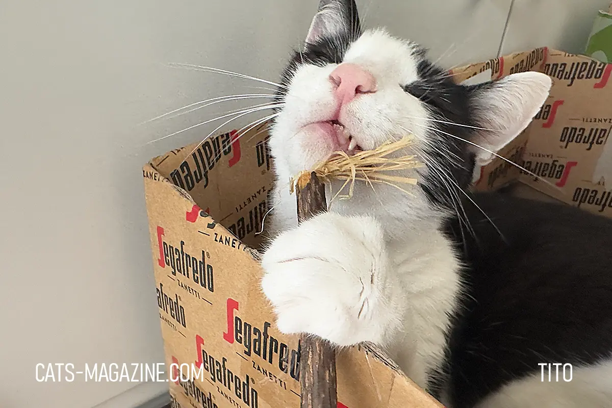 Tito playing with a wooden stick toy while resting in a cardboard box