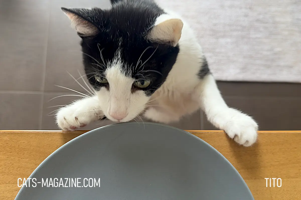 Hungry Tito staring at an empty plate while waiting for food