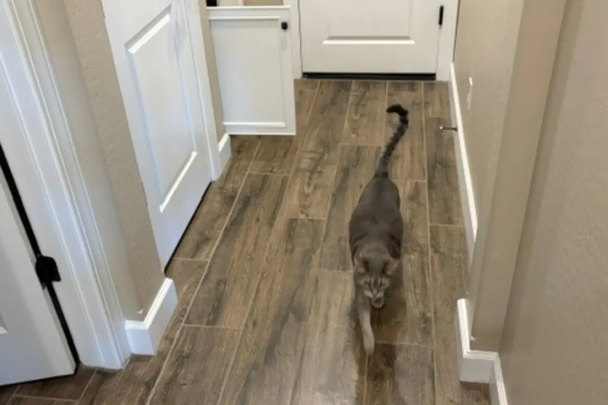 Tabby cat walking down a hallway