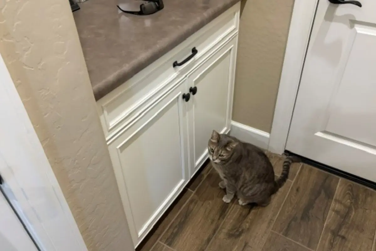 Tabby cat sitting patiently in front of a closed cabinet door