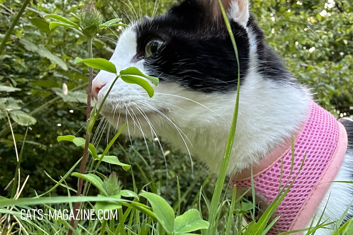 Tito exploring grass on a summer walk while wearing a pink cat harness
