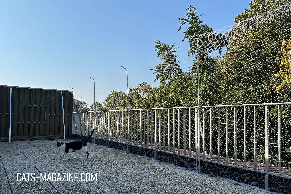Secure cat-proof terrace with protective netting for safe outdoor enrichment
