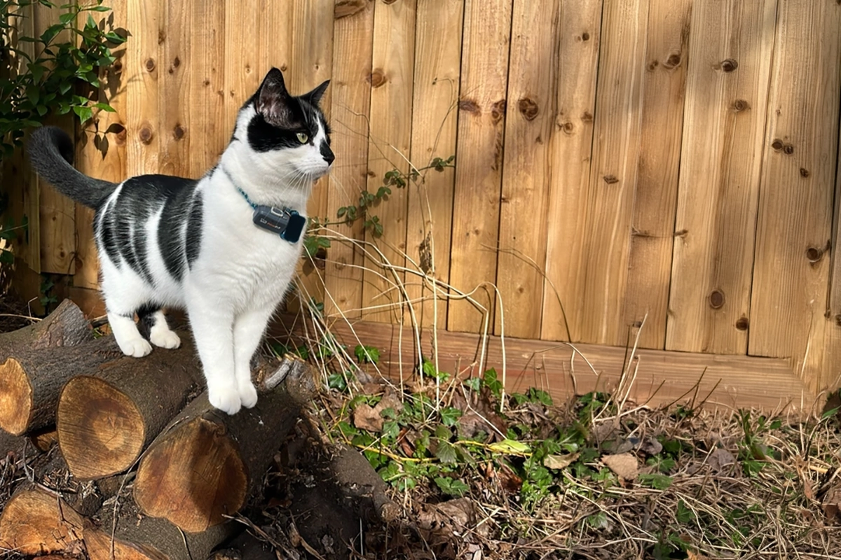 Black and white cat wearing a Pawfit Lite GPS tracker outdoors