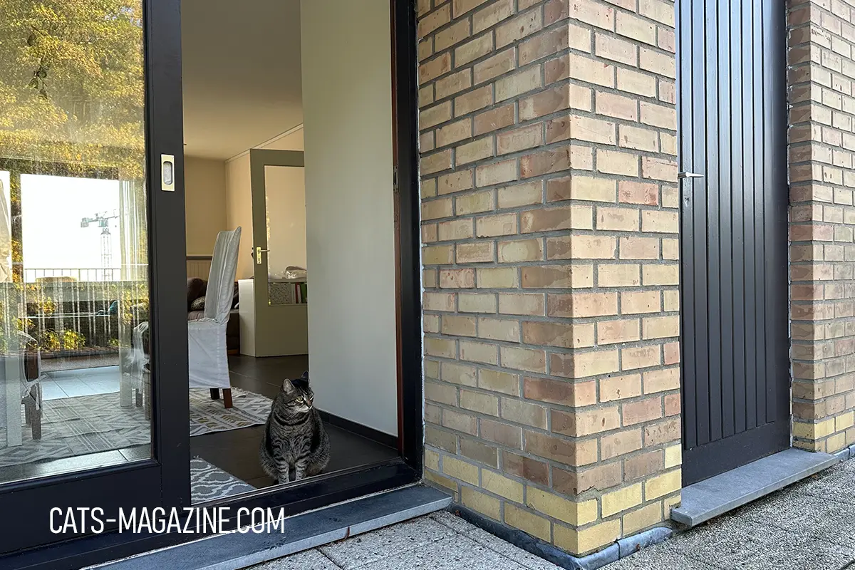 Tabby cat sitting at an open terrace doorway looking outside