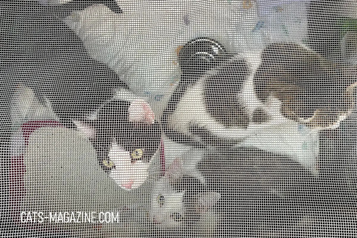 Three cats relaxing inside a large travel crate before a long road trip