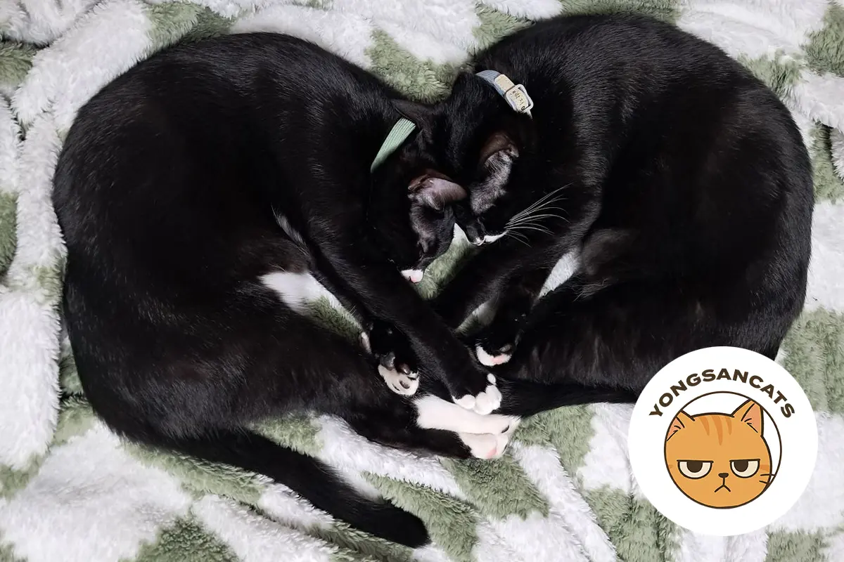 Two rescued black-and-white cats curled up together on a soft blanket