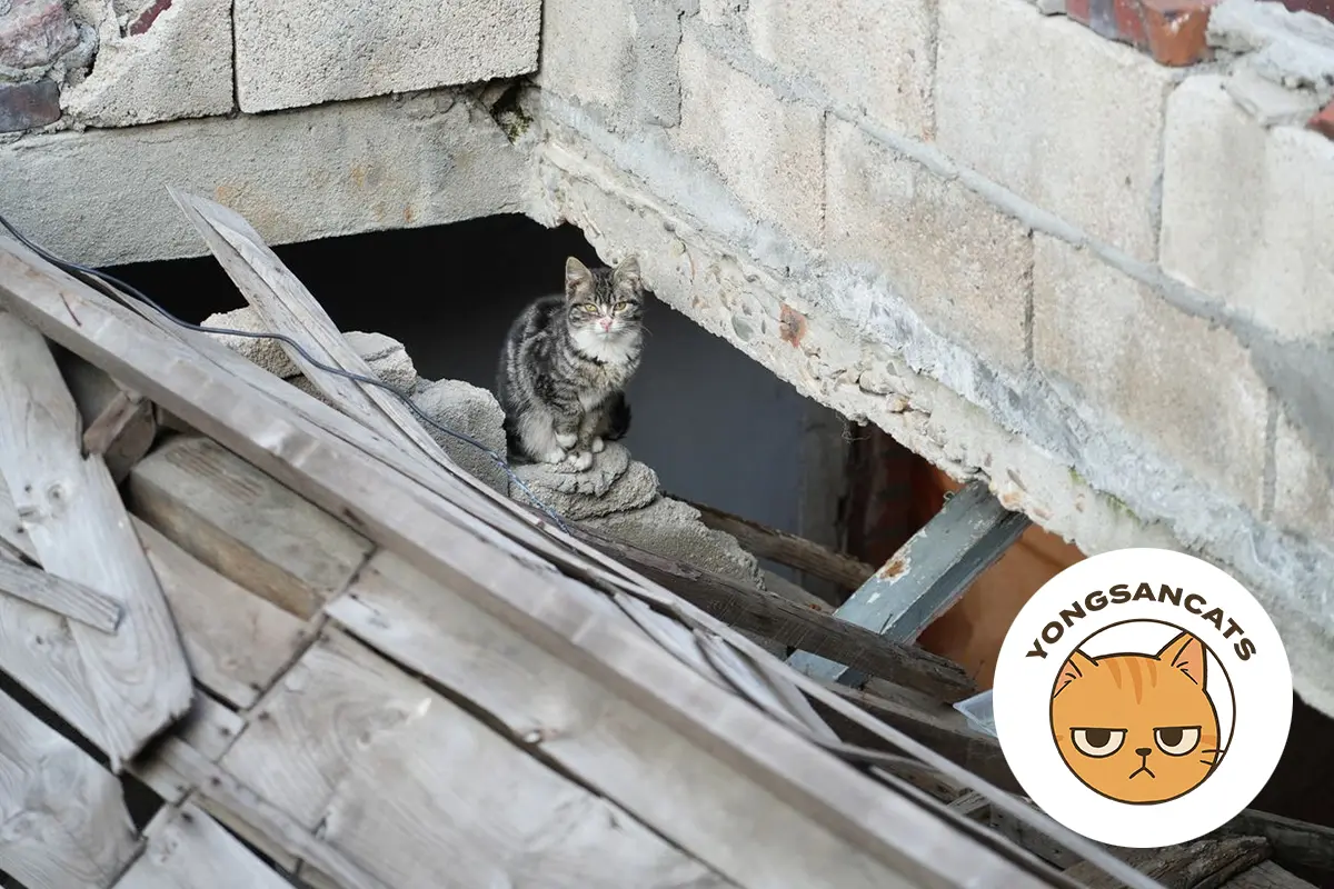 Small kitten sitting among broken building materials in a Seoul redevelopment area