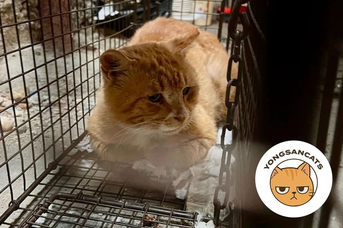 Ginger-and-white street cat inside a humane rescue trap in Seoul