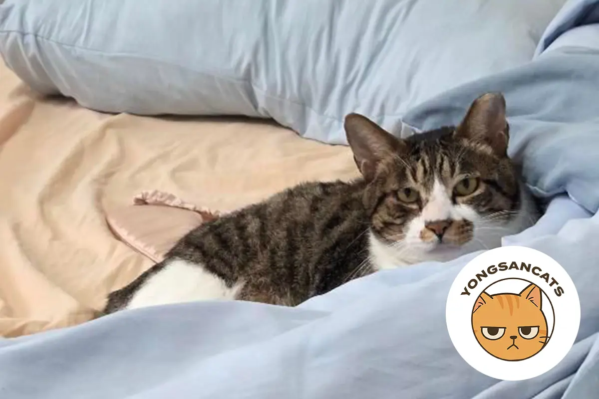 Rescued tabby-and-white cat relaxing comfortably on a bed in foster care