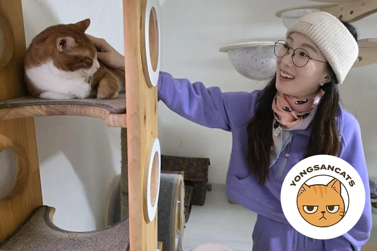 Julie Choi pets Donnor at the YongsanCats shelter in Bogwang-dong, Seoul