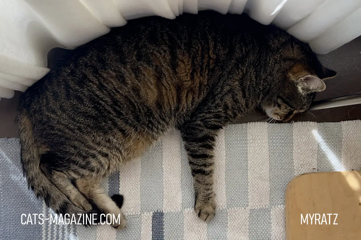 Myratz the tabby cat lying stretched out on a cool floor beneath a white curtain