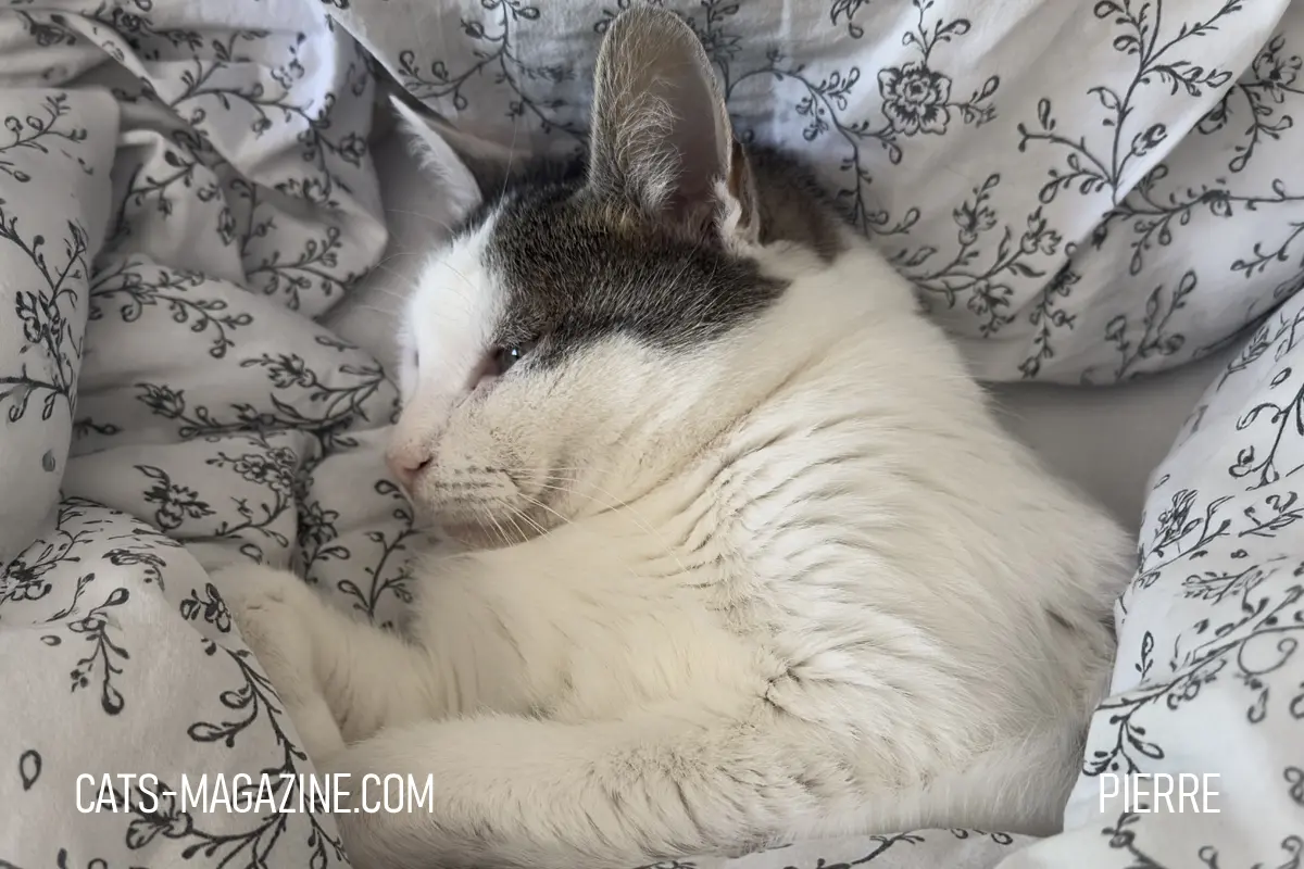Pierre the white and grey cat resting beneath a floral blanket during warm weather