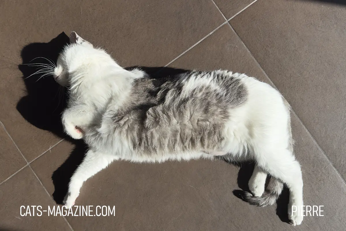 Pierre the white and grey cat lying stretched out in direct sunlight on a tiled floor