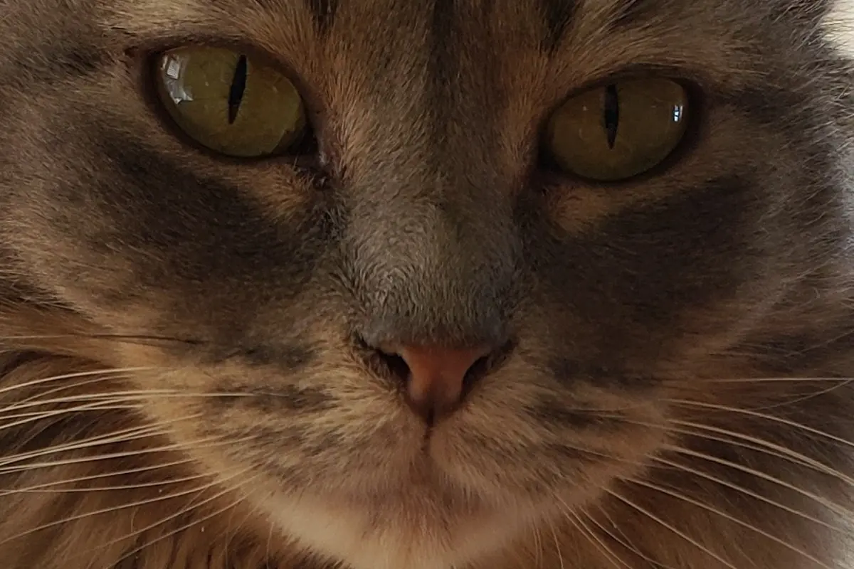 An extreme close-up of Ziva’s face, showing her yellow-green eyes, pink nose, and long white whiskers.
