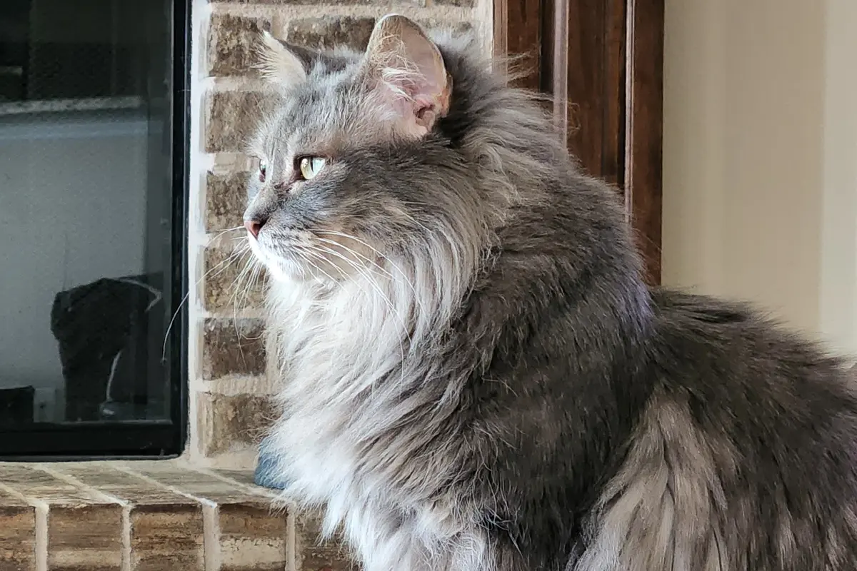 Ziva sitting beside a brick fireplace, looking to the left, with her long grey coat and pale ruff in profile.
