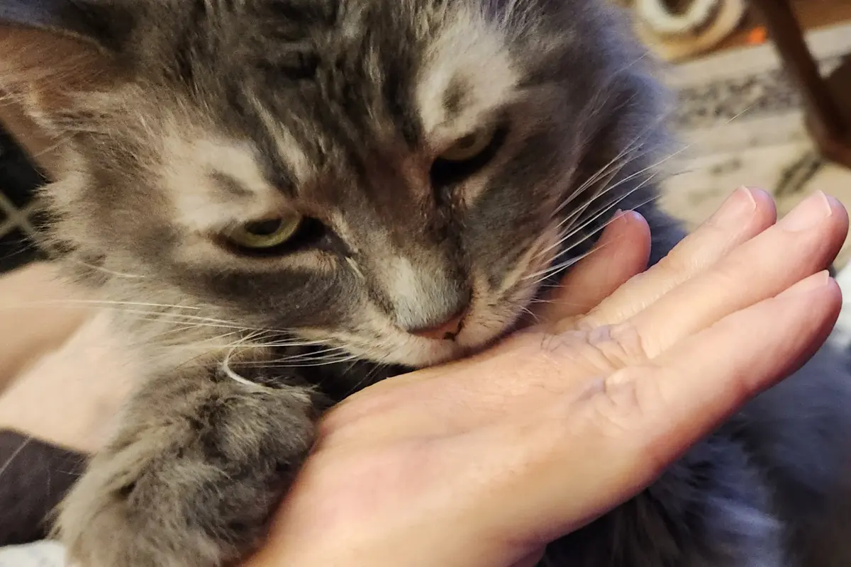 Ziva pressing her muzzle against a person’s hand, with one paw resting on their wrist.