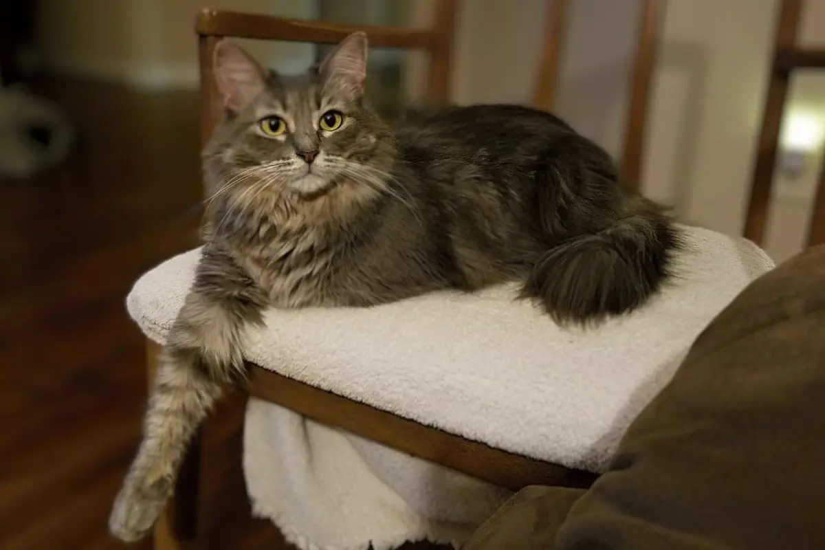 Ziva lying on a wooden chair covered with a white blanket, with one front leg hanging over the edge.