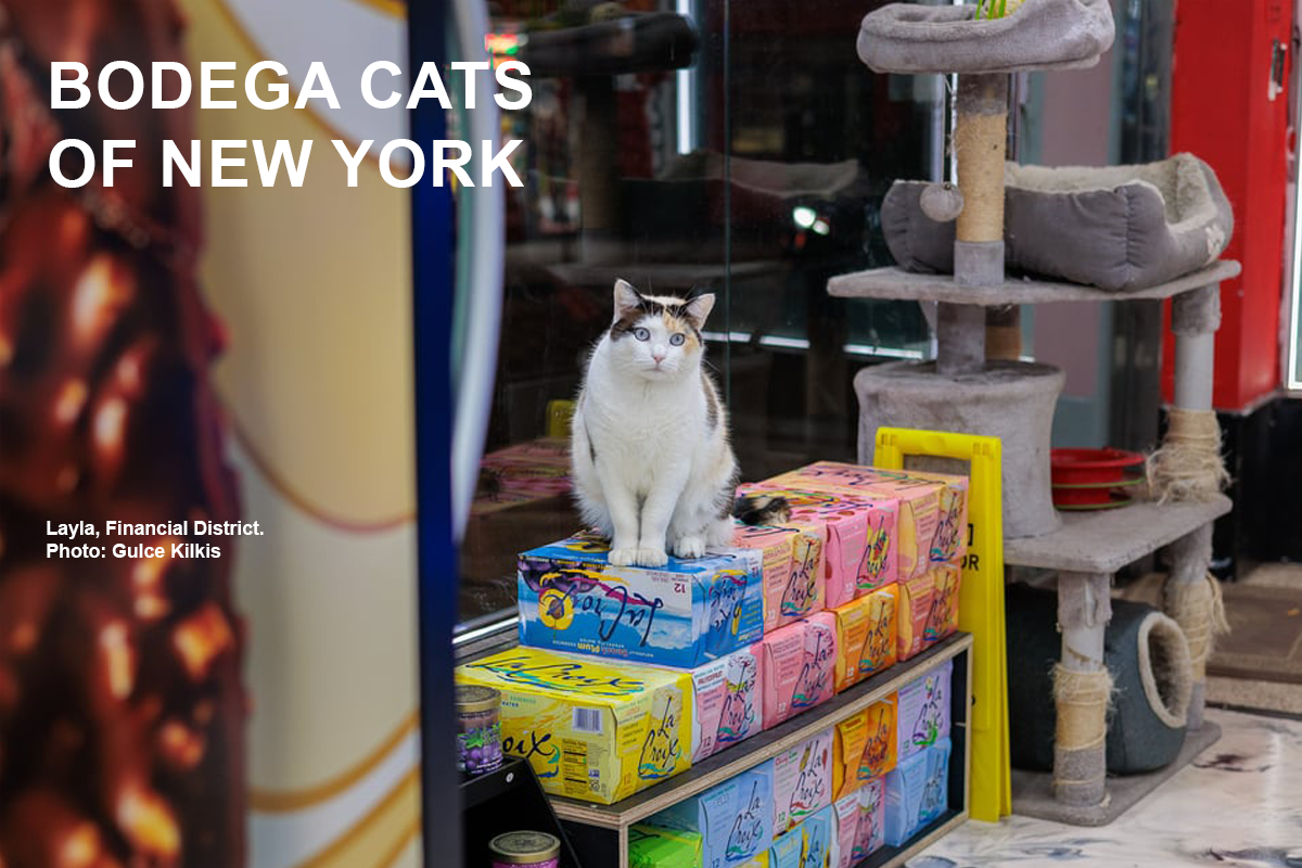 Layla sits on stacked drink boxes beside a cat tree inside her Financial District bodega.