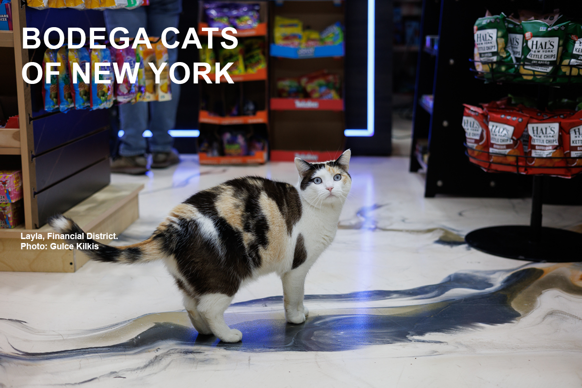 Layla, a blue-eyed calico cat, stands on the patterned floor of her Manhattan bodega.
