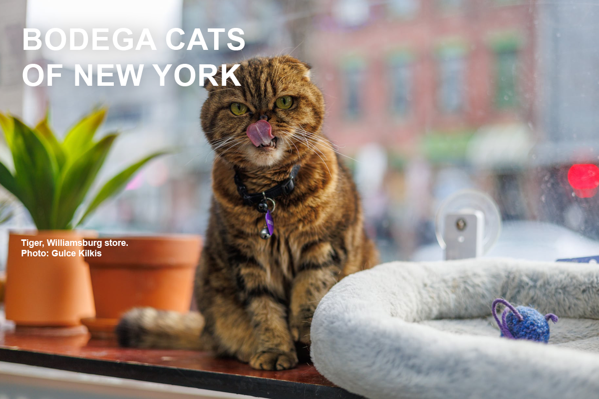 Tiger, a brown tabby bodega cat, licks his nose while sitting beside a cat bed in a Williamsburg shop window.