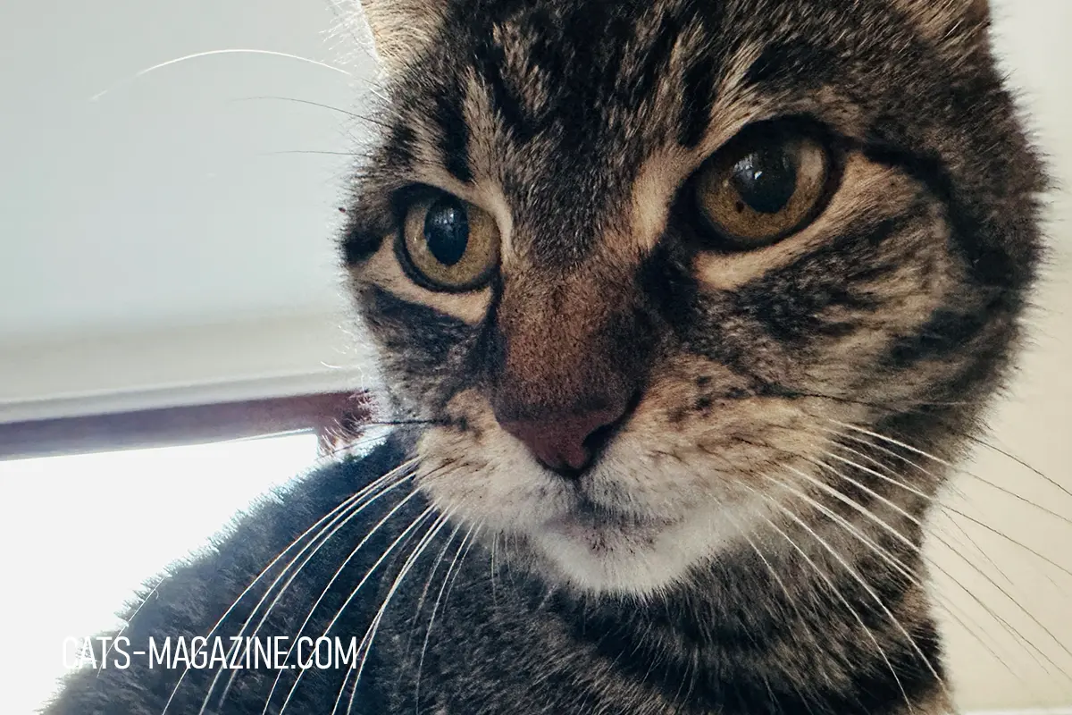 Close-up portrait of senior tabby cat Myratz looking at the camera