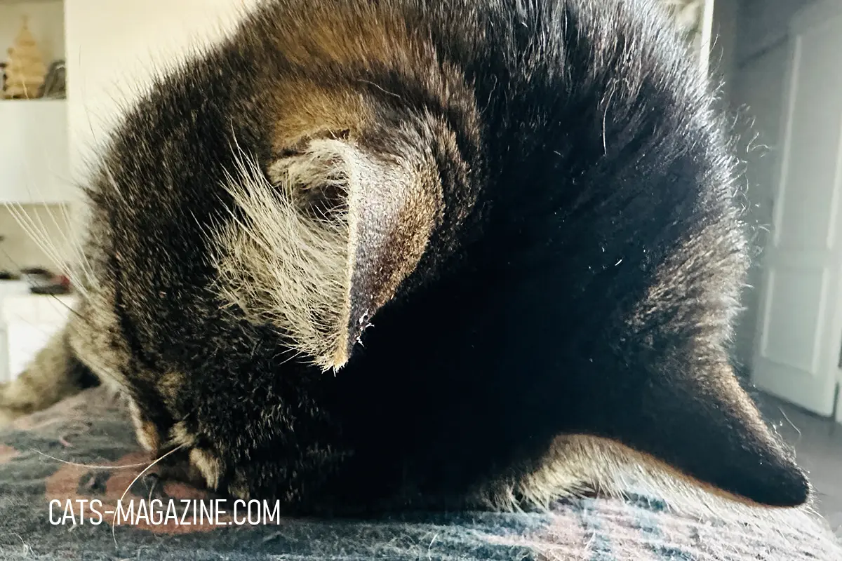 Tabby cat Myratz resting with her head tucked into her fur