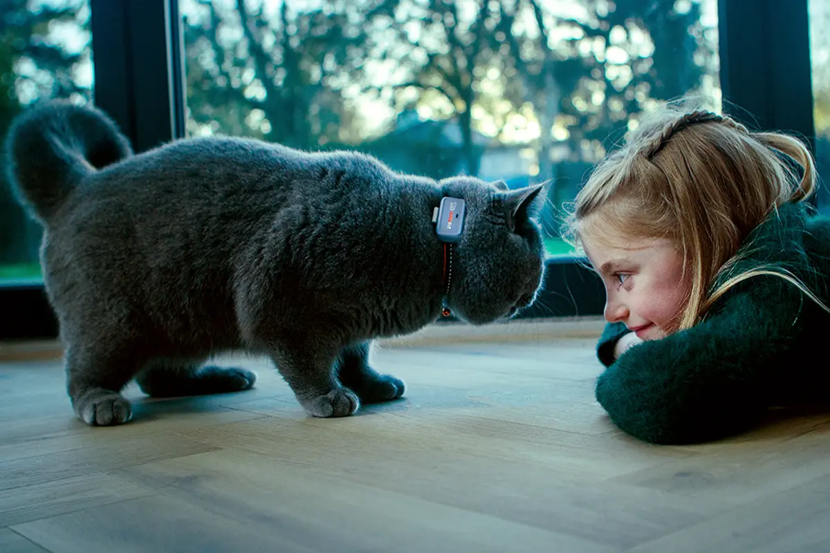 Grey cat wearing a Pawfit GPS tracker on its collar beside a young girl
