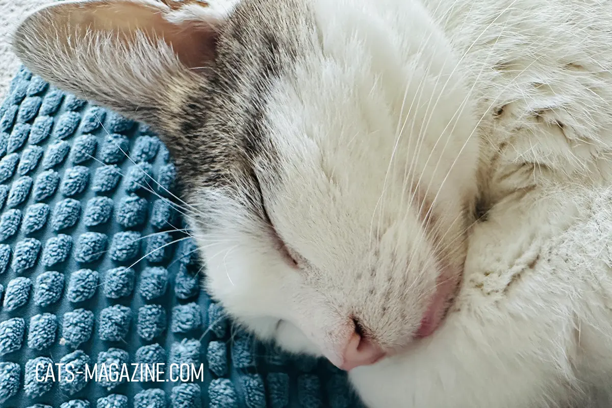 Pierre sleeping with his face tucked against a blue textured blanket