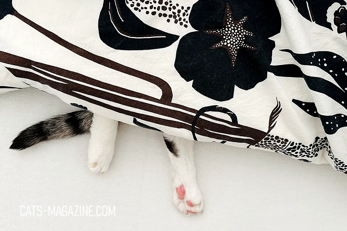 Pierre hiding under a patterned duvet with his paws and tail sticking out